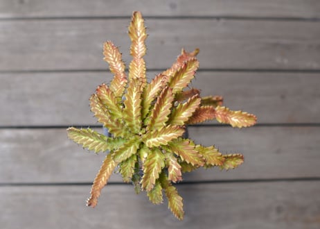 飛竜　Euphorbia stellata