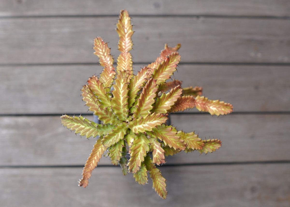飛竜 Euphorbia stellata | mana's farm:塊根植物・アガベ・ドラ
