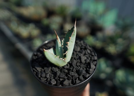 アガベ　チタノタ　ホワイトアイス 　agave titanota whiteice