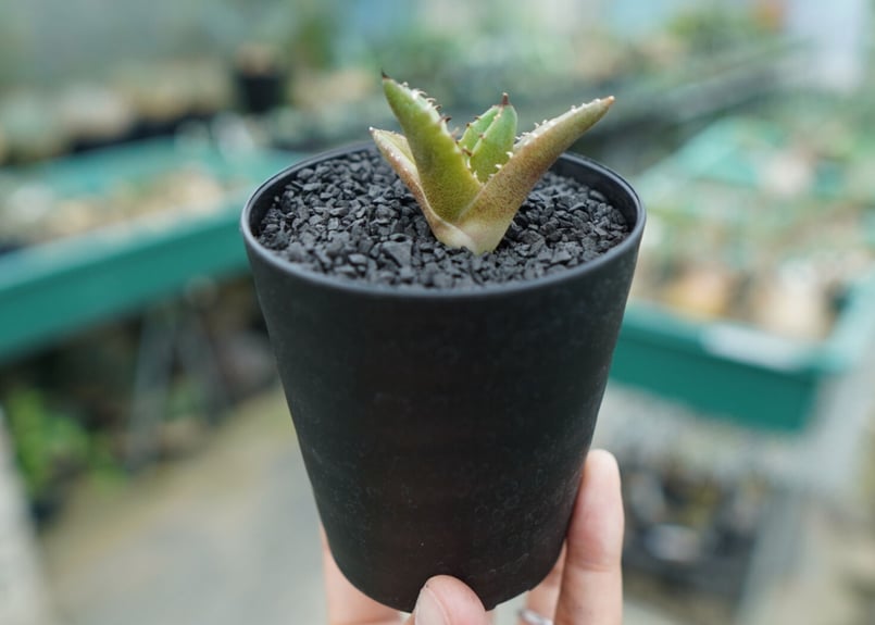 アガベ チタノタ 子株 Agave titanota | mana's farm:塊根植物