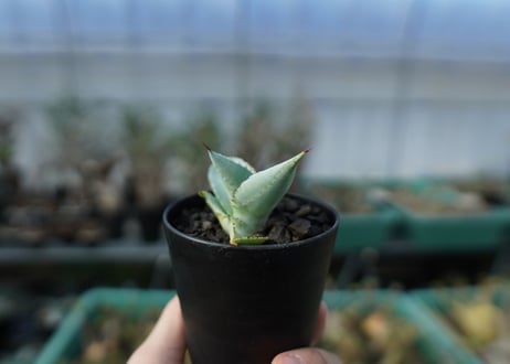 アガベ　ドラゴントゥース　Agave dragontoes　A14