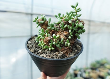 ケラリア　ピグマエア　Ceraria pygmaea 　No.10