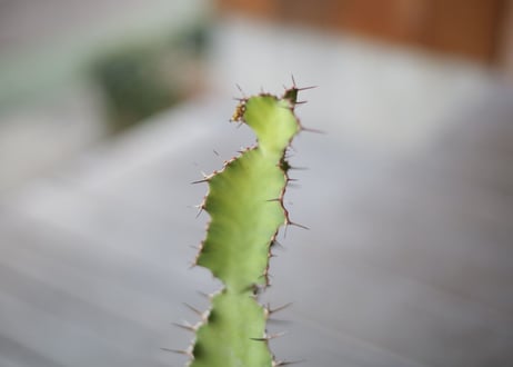 ユーフォルビア 大雲閣　Euphorbia acrurensis