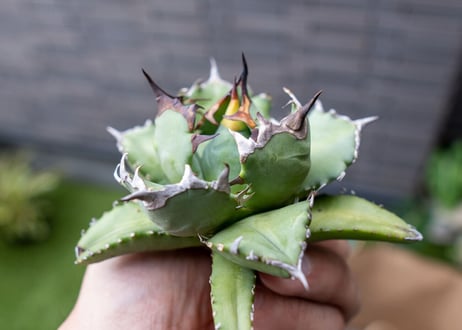 Agave titanota dwarf 姫厳龍NO.6