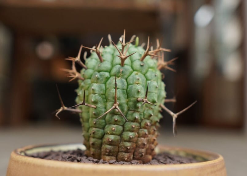 ユーフォルビア 群星冠 Euphorbia stellispina | mana's gree ユーフォルビア 群星冠 Euphorbia stellispina | mana's gree