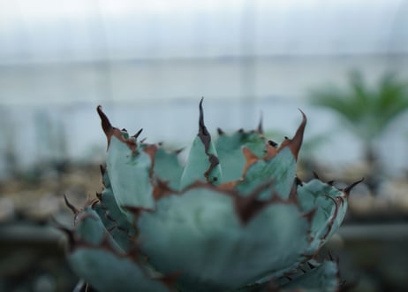 アガベ　チタノタ　 ブラックアンドブルー 　Agave titanota black and blue　NO.1