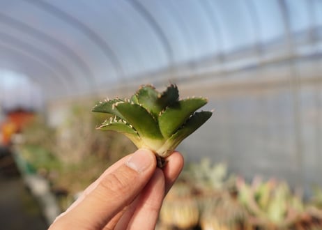 agave titanota ソーラーエクリプス　 NO.1