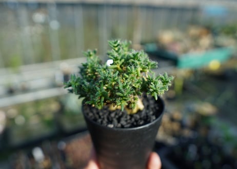 トリコディアデマ ステラツム　Trichodiadema stellatum  No.1