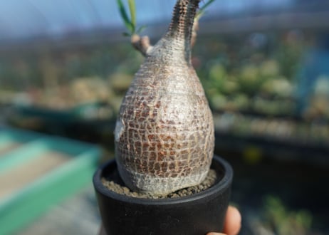 パキポディウム　グラキリス　 Pachypodium Gracilius  No.9