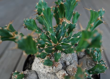 ユーフォルビア　クラビゲラ　Euphorbia clavigera