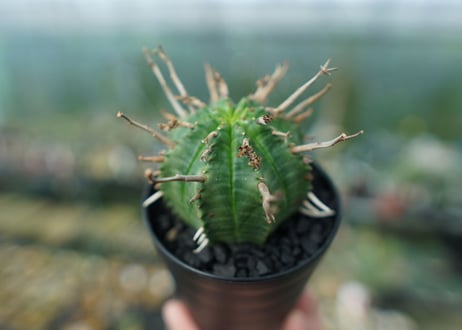 ユーフォルビア　スーパーバリダ　Euphorbia super valida