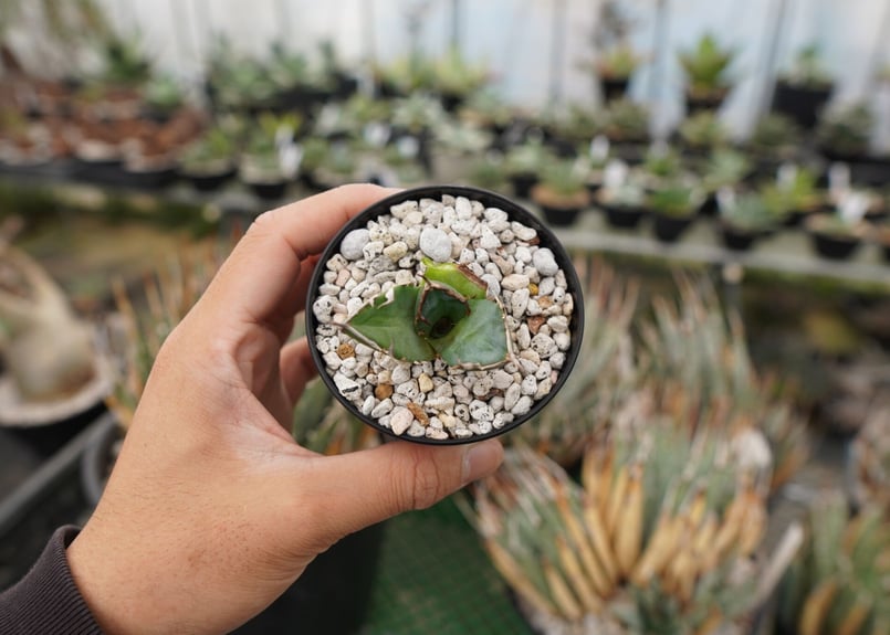 アガベ 鬼爪　親株 アガベ チタノタ 鬼爪 from Taiwan | 磨 Detailing