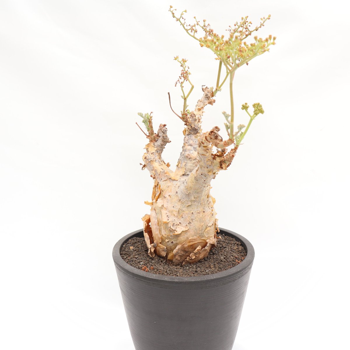 0627.style 様専用』現地球 キフォステンマ ベティフォルメ（発根済