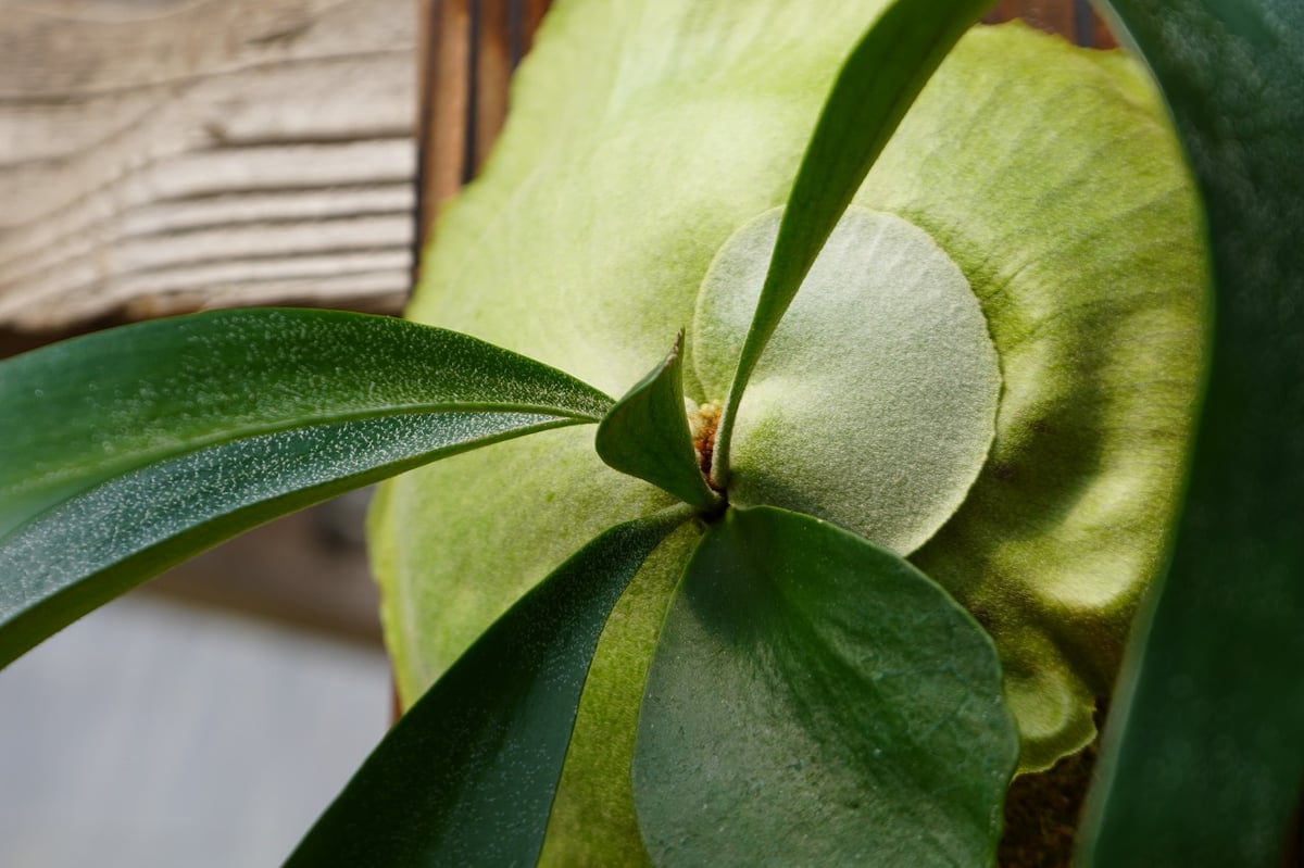 ビカクシダ フーンシキ P. Foongsii (TC) | mana's farm:塊根植