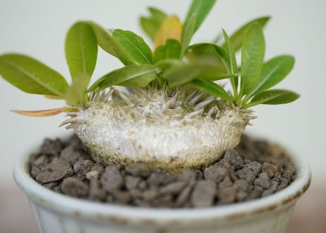 Pachypodium brevicaule