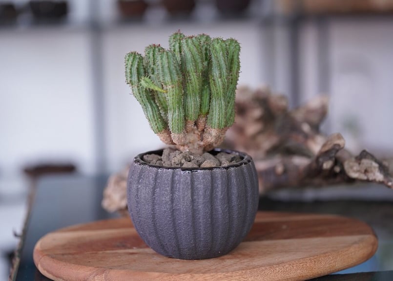 新鮮 Euphorbia hadramautica 種子 10粒 新鮮 Euphorbia hadramautica