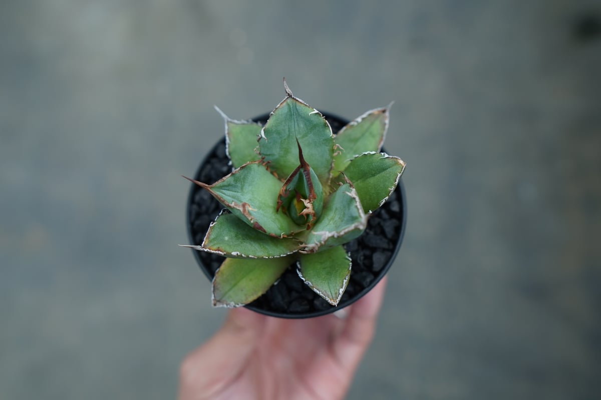 アガベ チタノタ FO-76 Agave titanota FO-76 No.3 | man