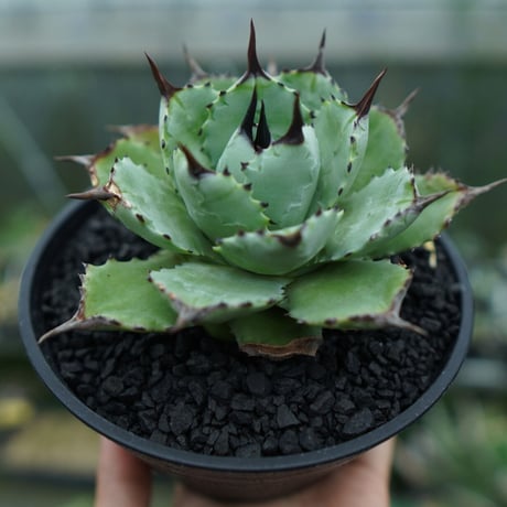 マクロアカンサ×ポタトラム | STORES