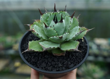 アガベ　マクロアカンサ×ポタトラム　 Agave macroacantha×potatorum