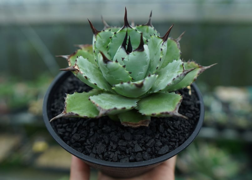 マクロアカンサ 多肉植物：アガベ マクロアカンサ*幅35cm 現品！一品限り