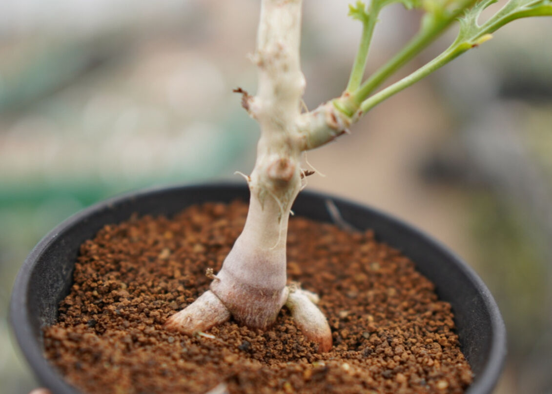 ペラルゴニウム カルノーサム 《1》 | mana's farm:塊根植物・アガベ