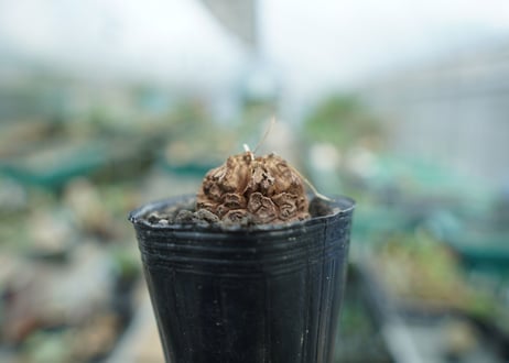 亀甲竜　Dioscorea elephantipes　No.10