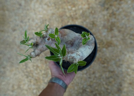 パキポディウム　エブレネウム　Pachypodium eburneum  No.1