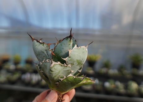 agave titanota ブラック＆ブルー　No.8