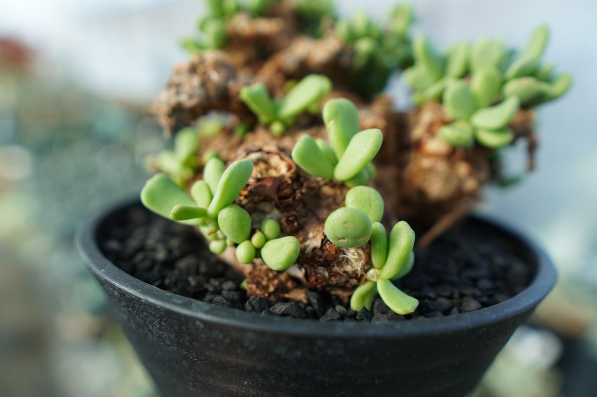 ケラリア ピグマエア Ceraria pygmaea 実生 綴化？ モンスト？