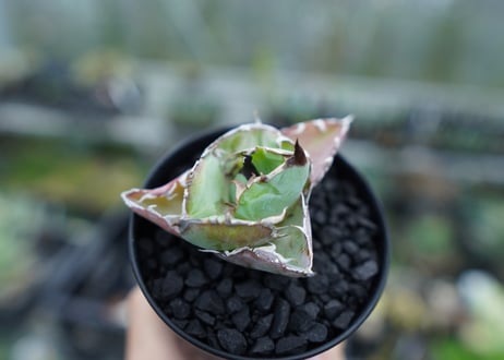 アガベ　チタノタ　 ブラックアンドブルー 　Agave titanota black and blue