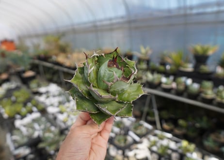 agave titanota  迦梨女神　'Goddess Kali'