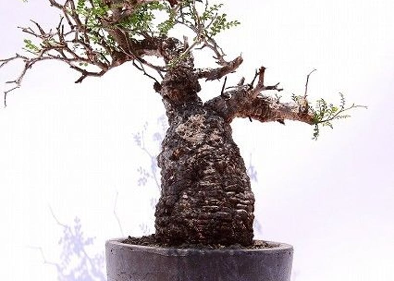 オペルクリカリア デカリー | mana's green:塊根植物販売|マナズ オペルクリカリア デカリー | mana's green:塊根植物販売|マナズ
