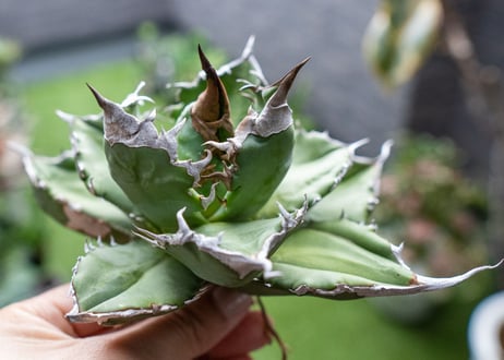 Agave White flame 白火焰 A NO.2