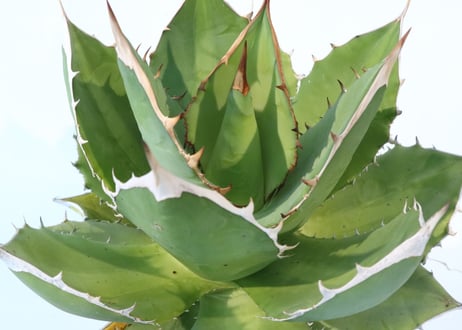 Agave titanota FO-76