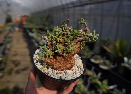 ケラリア ピグマエア Ceraria pygmaea  No.2