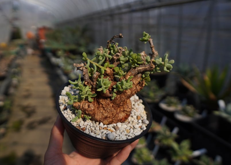 ケラリア ピグマエア Ceraria pygmaea No.2 | mana's farm: