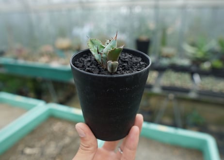 アガベ　チタノタ　 ブラックアンドブルー 　Agave titanota black and blue　No.1