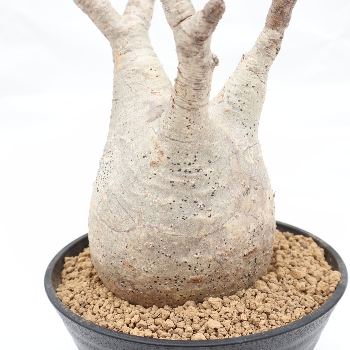 パキポディウム グラキリス 未発根 | mana's green:塊根植物販売 パキポディウム グラキリス 未発根 | mana's green:塊根植物販売
