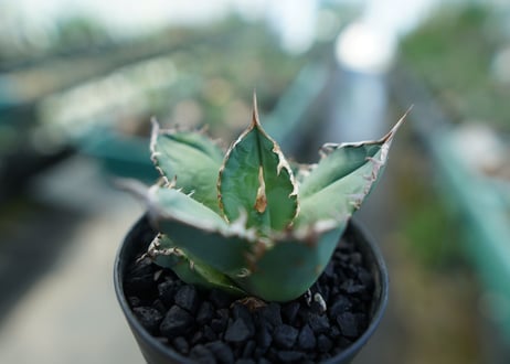 アガベ　チタノタ　FO-76　agave titanota FO-76