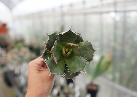 Agave titanota FO-76  F NO.4