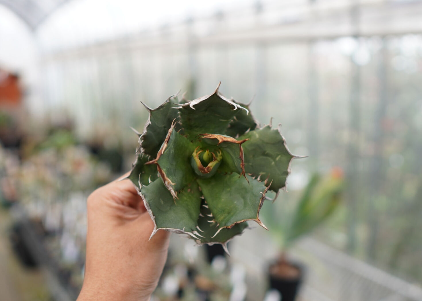 Agave titanota FO-76 F NO.4 | mana's farm:塊根植物