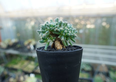 トリコディアデマ　デンサム　Trichodiadema densum  No.1