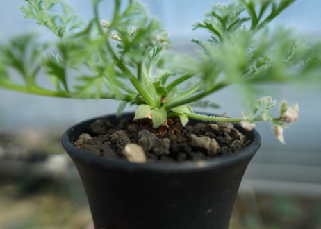 ペラルゴニウム　アッペンディクラツム　Pelargonium appendiculatum　C15