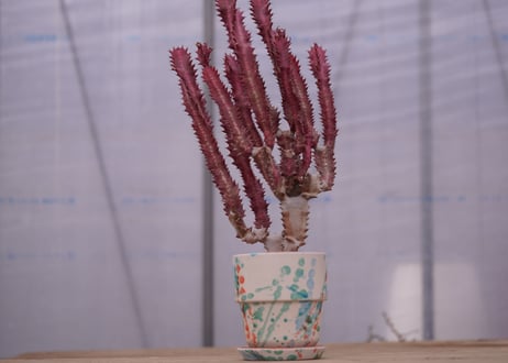 ユーフォルビア　紅葉彩雲閣　Euphorbia trigona f. rubra
