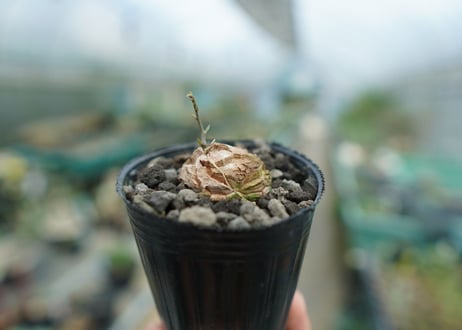 亀甲竜　Dioscorea elephantipes　No.1