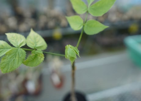 ランネア　パルヴィフォリア　Lannea parvifolia