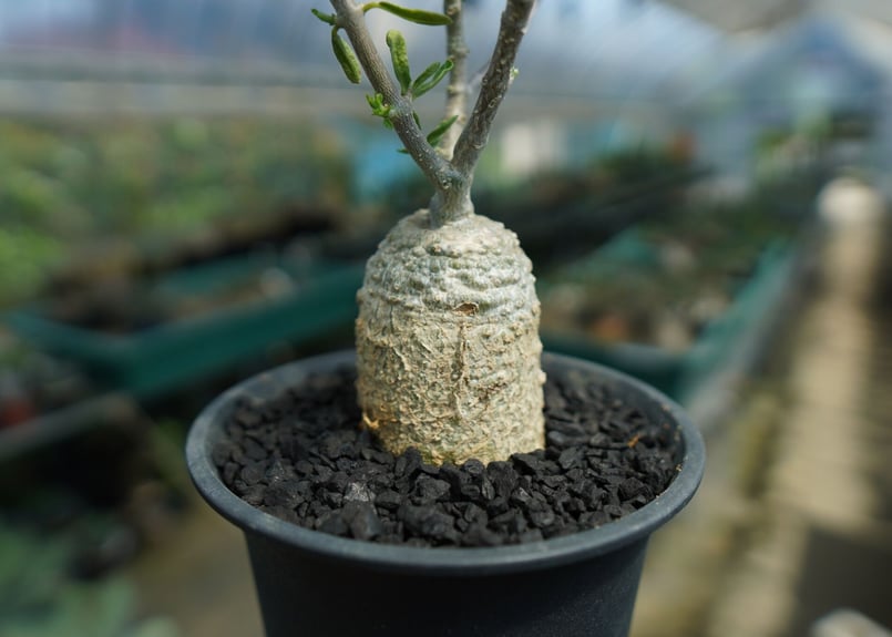 フォッケア エデュリス ”火星人” Fockea edulis No.1 | mana's