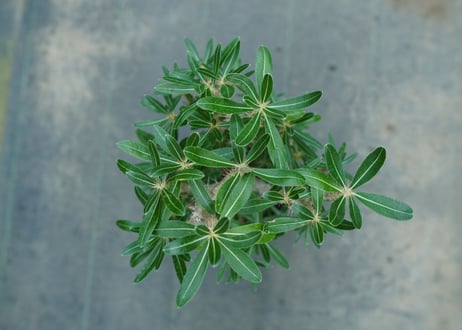 パキポディウム　ロスラーツム　Pachypodium rosulatum