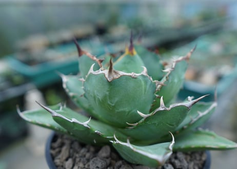 アガベ　チタノタ　FO-76　agave titanota  FO-76