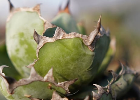 agave titanota ブラック＆ブルー　No.8